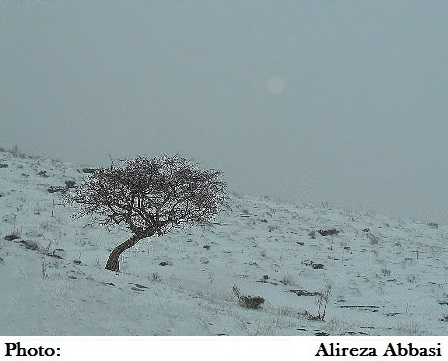 تک درخت در برف 